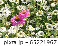 花 フラワー お花 65221967