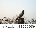 鳥 空 エーテル 65221969