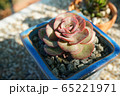 植物 工場 プランツ 65221971