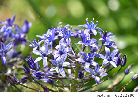 オオツルボ(シラー・ペルビアナ) オオツルボ(シラー・ペルビアナ) 65222890