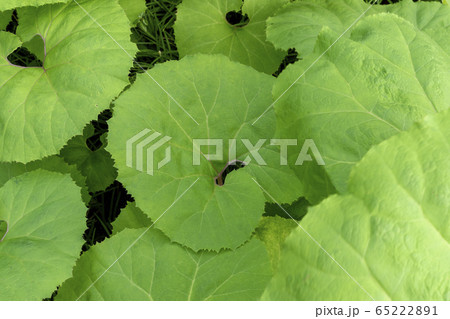 ふきの葉 ふきの葉 65222891