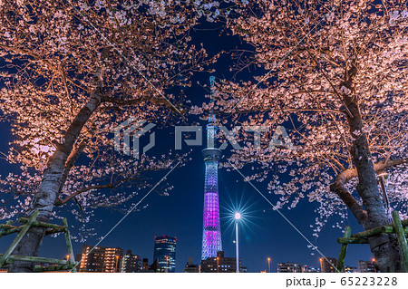東京スカイツリーとライトアップの桜 東京夜景の写真素材