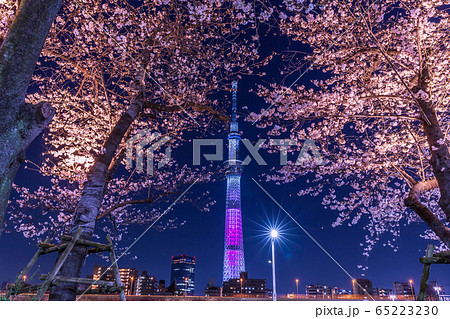 東京スカイツリーとライトアップの桜 東京夜景の写真素材