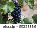 Close up of wine grapes and green leaves in 65223336