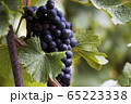 Close up of wine grapes and green leaves in 65223338