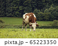 Photo of brown and white cow on green sunny 65223350
