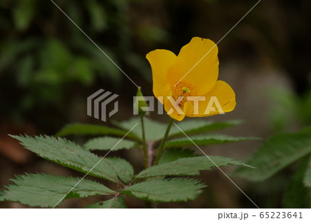 ピナムル 野生の花 花 65223641