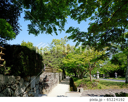 日吉馬場　青もみじの黄緑色 65224192