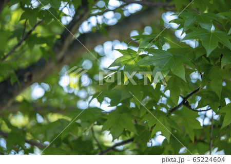 夏のタイワンフウ 夏のタイワンフウ 65224604