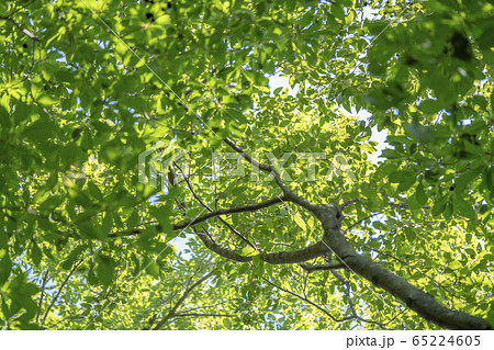 朴木 朴木 65224605