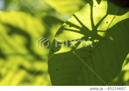 朴木の葉 朴木の葉 65224607