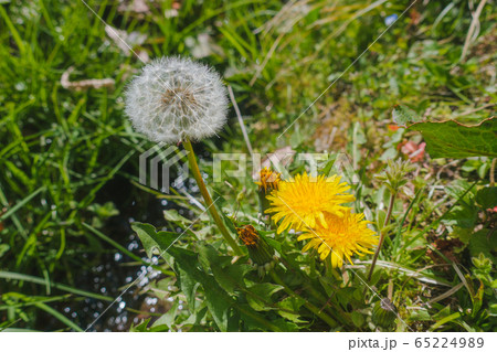 タンポポの花と綿毛とツボミ タンポポの花と綿毛とツボミ 65224989