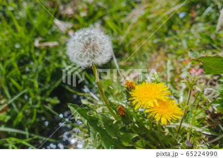 タンポポの花と綿毛とツボミ タンポポの花と綿毛とツボミ 65224990