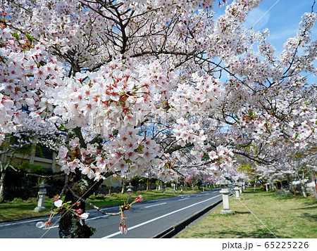 春の大津　坂本　日吉馬場の桜 65225226