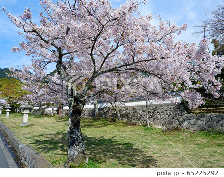 春の大津　坂本　日吉馬場の桜 65225292