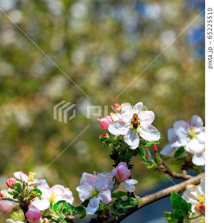 A bee pollinates an apple tree flower collecting 65225510