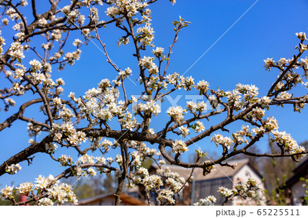 Snow-white blossoming apple trees against the blue 65225511