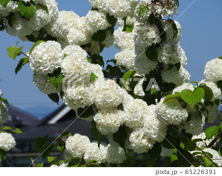 満開のオオデマリ 65226391