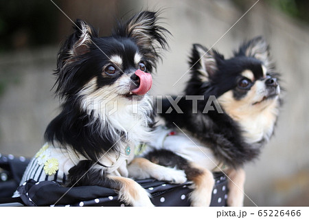 笑顔の仲良しチワワ 多頭飼い 犬の写真素材