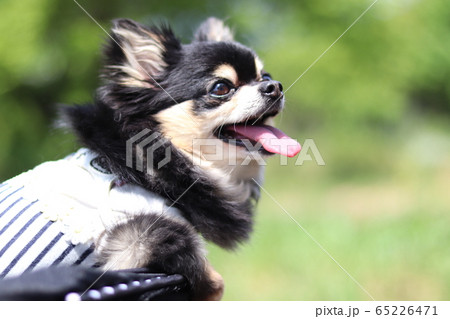 とっても楽しい笑顔のチワワ 犬の写真素材 とっても楽しい笑顔のチワワ 犬の写真素材