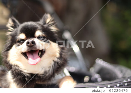 笑顔で見つめるチワワ 犬用カート 犬の写真素材