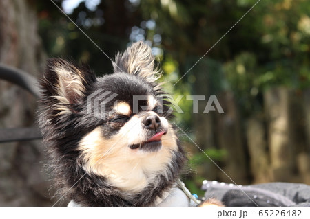 舌を出す可愛いチワワ 犬の写真素材