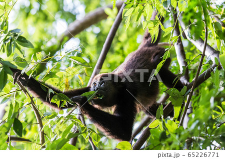 Howler feeding before sunset 65226771