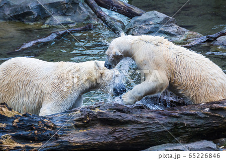 Polar Bears playing 65226846
