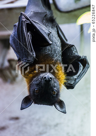 Indian flying fox 65226847