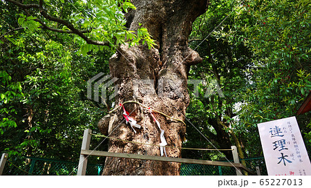 愛知県　名古屋市　城山八幡宮　連理木 65227013
