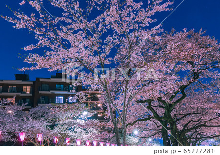 播磨坂ライトアップの桜並木 東京夜景 播磨坂ライトアップの桜並木 東京夜景 65227281