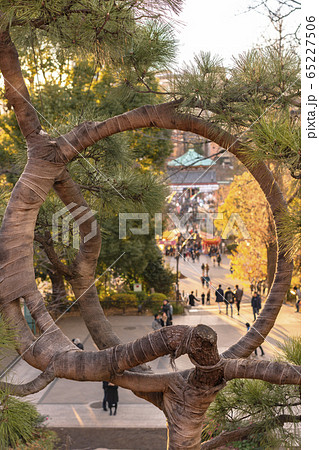 [東京・上野] 上野公園の清水寺観音堂の月の松のクローズアップ撮影。 65227506