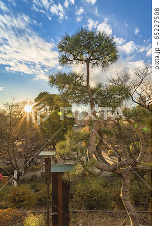 [東京・上野] 上野公園の清水寺観音堂の月の松に沈む夕日。 65227508