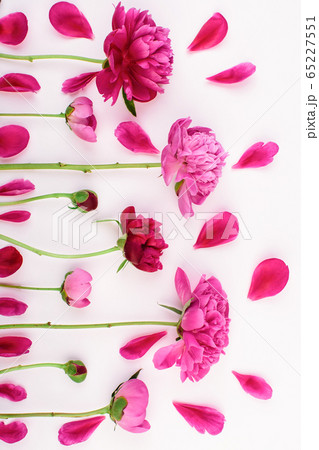 Pattern with pink and purple flowers of peony on a 65227551
