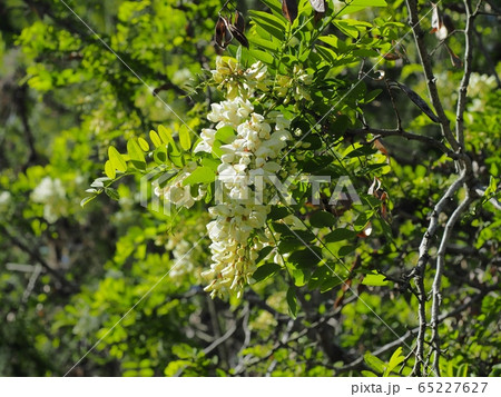 里山の白い藤の花 白フジ 里山の白い藤の花 白フジ 65227627