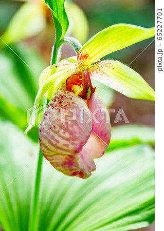 クマガイソウ クマガイソウ 65227701