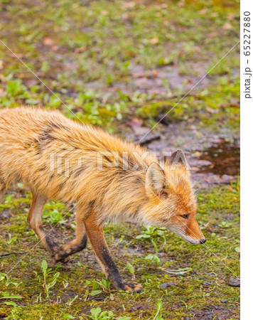 5月　春の美瑛　キタキツネ 65227880