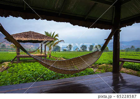 Asia, Sukhothai Province, Thailand, Forest, Bamboo Asia, Sukhothai Province, Thailand, Forest, Bamboo 65228587