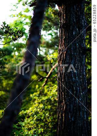 幹 65228859