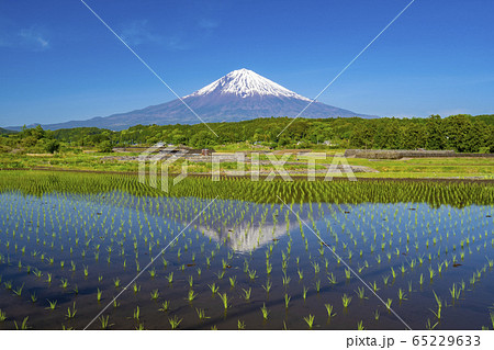 田んぼ 富士山 逆さ富士 田んぼ 富士山 逆さ富士 65229633