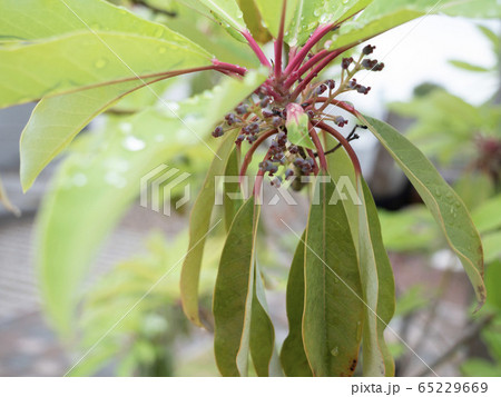 ユズリハの新しい葉と古い葉 ユズリハの新しい葉と古い葉 65229669