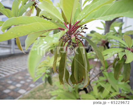 ユズリハの新しい葉と古い葉 ユズリハの新しい葉と古い葉 65229672