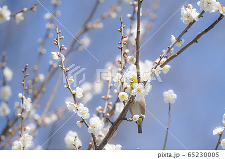 メジロ　梅 65230005