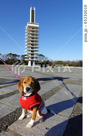 ビーグル 子犬 パピー 犬 駒沢公園 塔の写真素材