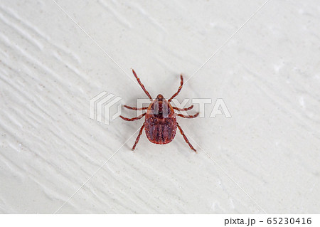 A dangerous parasite and infection carrier mite 65230416