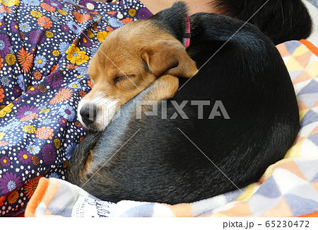 ビーグル 室内犬 中型犬 子犬 パピー 犬 ビーグル 室内犬 中型犬 子犬 パピー 犬 65230472