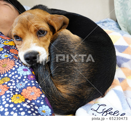 ビーグル 室内犬 中型犬 子犬 パピー 犬の写真素材