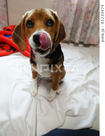 ビーグル 室内犬 中型犬 子犬 パピー 犬の写真素材