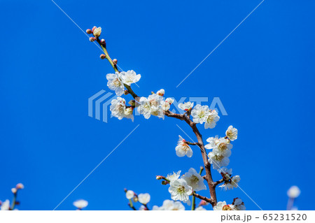 梅の花 65231520