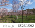 北海道の山桜１ 65231592